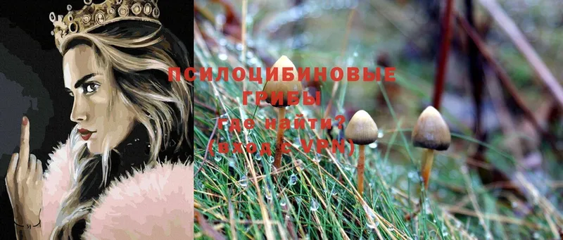 купить  сайты  MEGA ONION  Псилоцибиновые грибы MAGIC MUSHROOMS  Почеп 